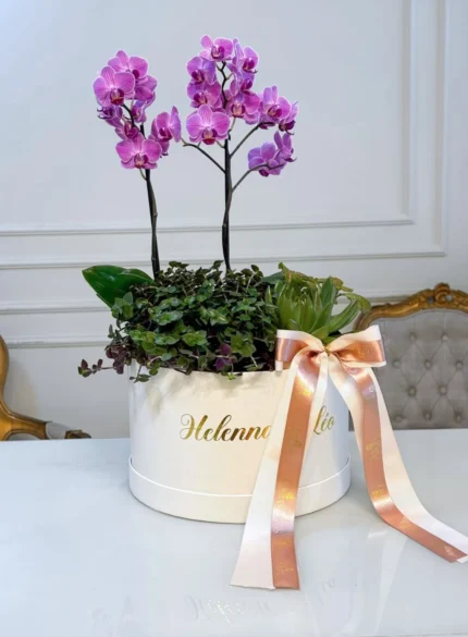 Mini-orquídea Garden com uma suculenta