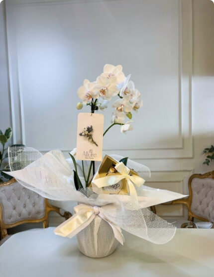Orquídea Allure média com chocolate
