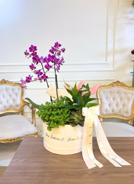Mini-orquídea Garden