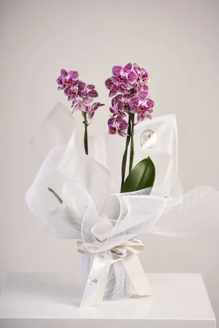 Mini-orquídea em papelaria exclusiva